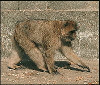 &copy; Jim Watt, 1998